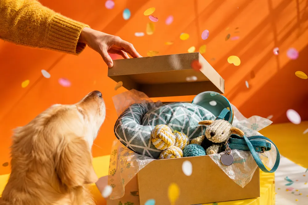 Regalo casa nuova per chi ha animali: 8 idee sotto i 10 euro